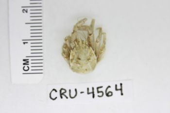 Media type: image;   Invertebrate Zoology CRU-4564 Description: Preserved specimen.;